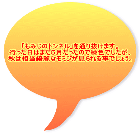 「もみじのトンネル」を通り抜けます。 行った日はまだ５月だったので緑色でしたが、 秋は相当綺麗なモミジが見られる事でしょう。