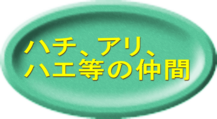 ハチ、アリ、 ハエ等の仲間 