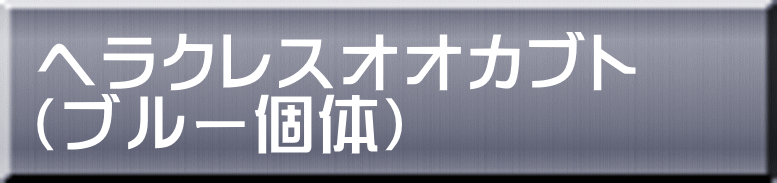 ヘラクレスオオカブト （ブルー個体） 