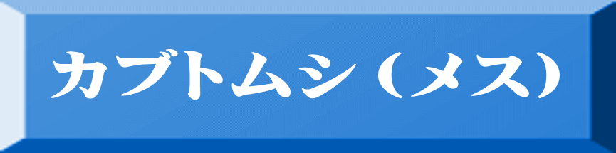 カブトムシ（メス） 