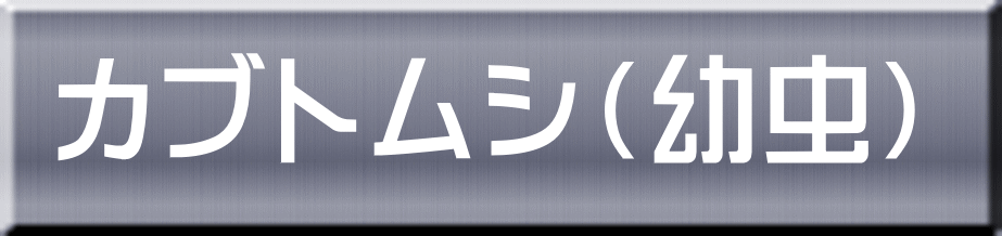 カブトムシ（幼虫） 