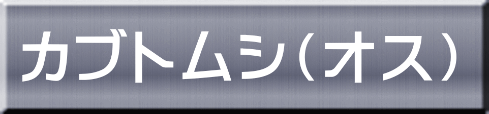 カブトムシ（オス） 