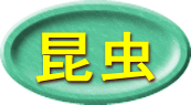 昆虫 