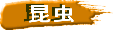 昆虫 