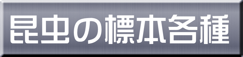 昆虫の標本各種 