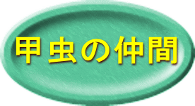甲虫の仲間 