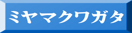 ミヤマクワガタ 