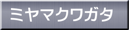 ミヤマクワガタ 