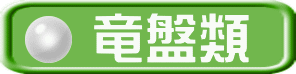 竜盤類