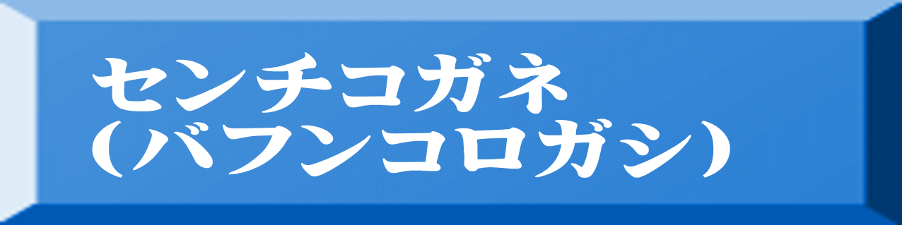 センチコガネ （バフンコロガシ） 