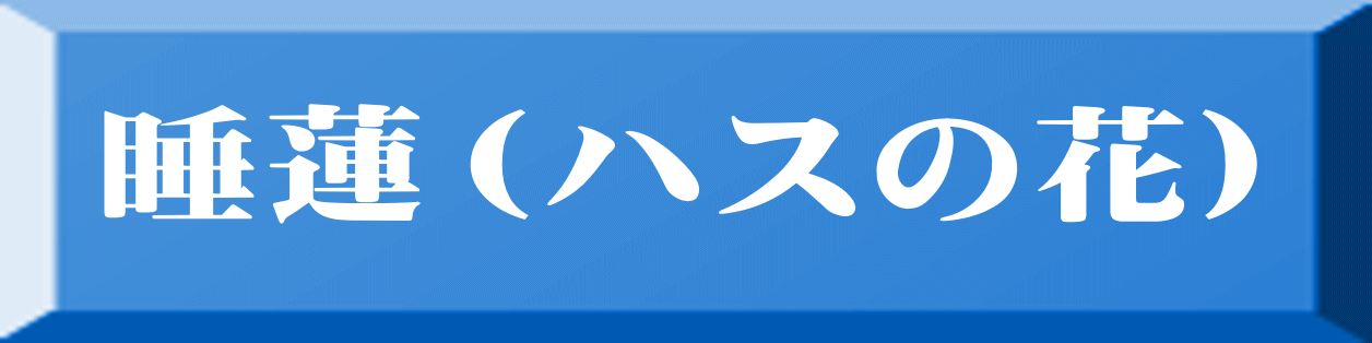睡蓮（ハスの花） 