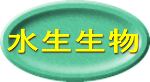 水生生物 