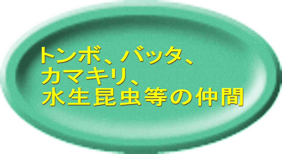 トンボ、バッタ、 カマキリ、 水生昆虫等の仲間 