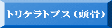トリケラトプス（頭骨） 