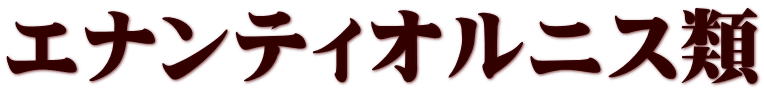 エナンティオルニス類